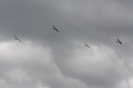 Air Mischn 2012_1